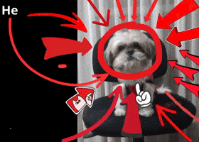 Dog Meme GIF