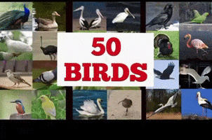 50Birds GIF