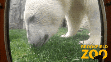 Leave Me Alone Love GIF by Brookfield Zoo
