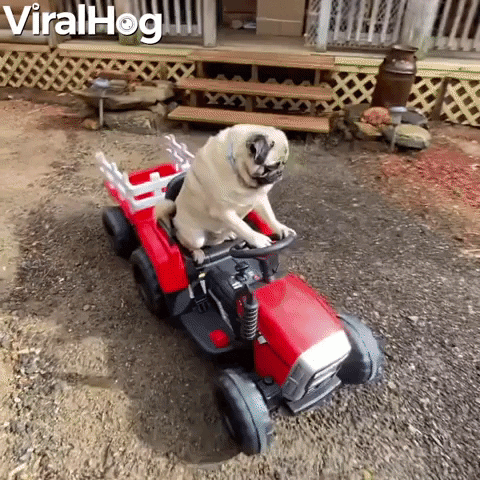 Video gif. Pug sits on a red toy tractor as it drives down a rocky driveway. The pug looks around calmly and licks his nose.