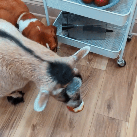 Basset Hound Dog GIF by Storyful