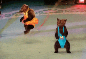 bear costumes GIF