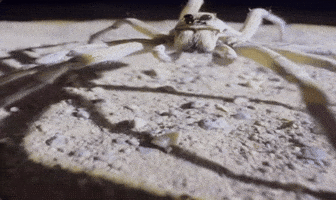 Spider GIF