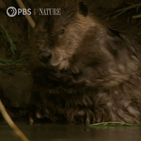 Pbs Nature Bath GIF by Nature on PBS