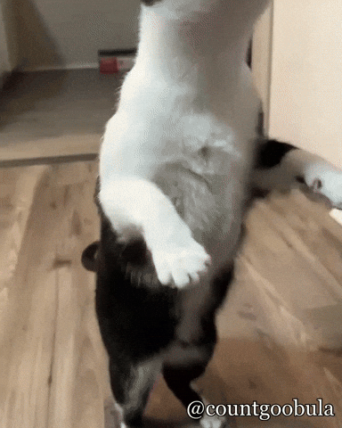 Hungry Tuxedo Cat GIF