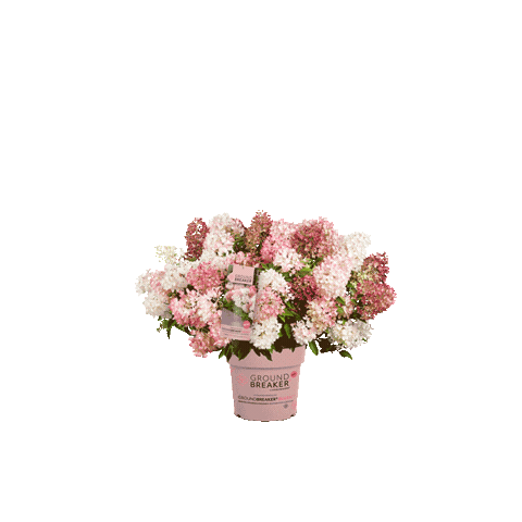 Flowers Plants Sticker by Hydrangea Groundbreaker