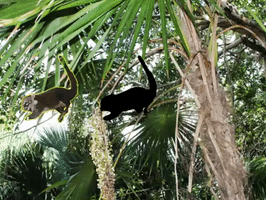 adrymayen beach concurso coati maroma GIF