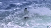 discovery channel lol GIF