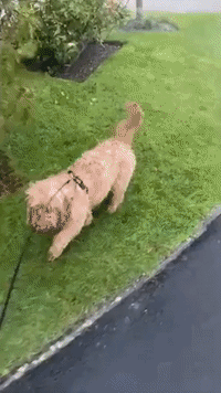 'How Could You?': Dog Caught in Rain as Storm Franklin Hits UK