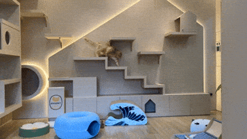 吉貓寓所 GIF by Choc Ye