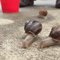 Racing Snail Gifs Get The Best Gif On Giphy
