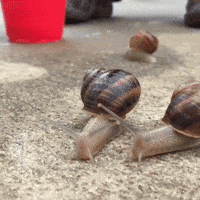 Racing Snail Gifs Get The Best Gif On Giphy Racing Snail Gifs Get The Best Gif On Giphy