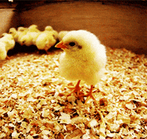 walking chicken GIF