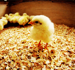 walking chicken GIF