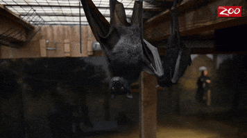 Flying Fox Wings GIF by Columbus Zoo and Aquarium