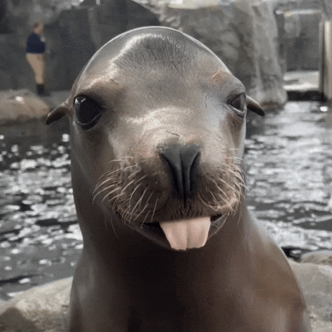 Sea Lion Lol GIF by Aquarium of the Pacific
