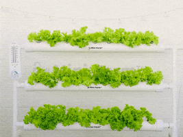 GIF by Mini-Farm Grow Kits