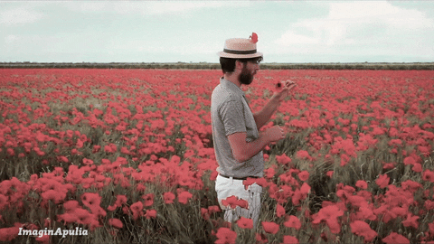 Flowers Field Gifs Get The Best Gif On Giphy
