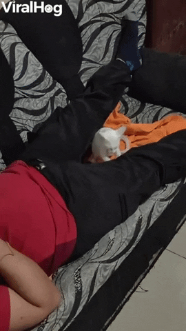 Kitten Makes Biscuits On Sleeping Mans Leg GIF by ViralHog