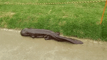video salamander GIF