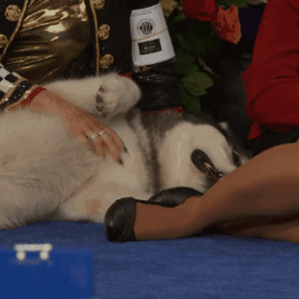 Dog Show Pets GIF by NBC