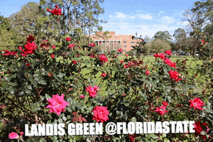 fsu landis GIF by Florida State University