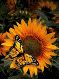 Sunflower GIFs - Get the best GIF on GIPHY Sunflower GIFs - Get the best GIF on GIPHY