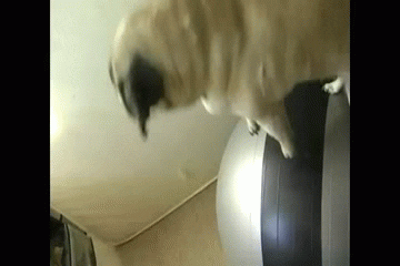 Pug GIF