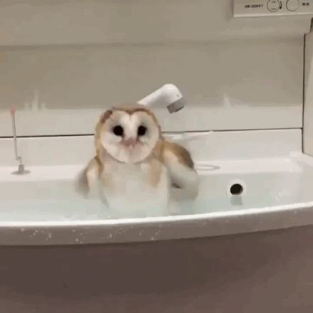owl bathing GIF