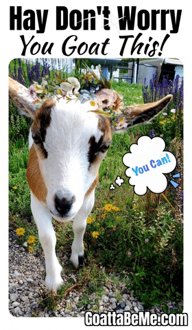 You Got This GIF by Goatta Be Me Goats! Adventures of Java, Toffee, Pumpkin and Cookie!!