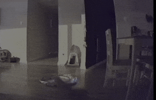Cat GIF