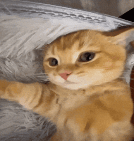 Cute Cat GIF