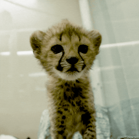 Looks like a baby Cheetah 🐆