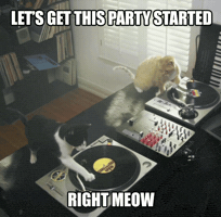 Party Cats GIF