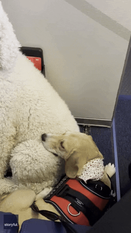 First Flight Dog GIF by Storyful
