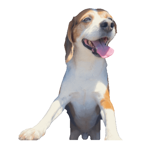 Dog Sticker by Kristin Coffey Pressley