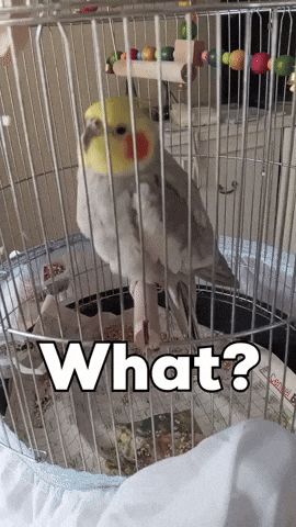 Bird What GIF