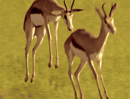 Wildlife gif. Two gazelles bounce across a field in slow motion, getting some serious air with each jump.