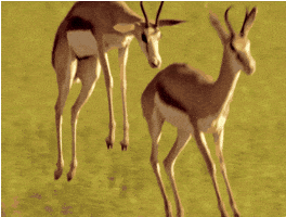 Wildlife gif. Two gazelles bounce across a field in slow motion, getting some serious air with each jump.
