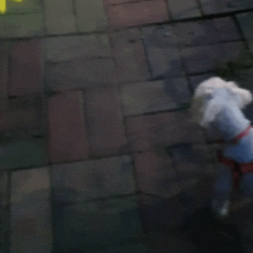 Puppy GIF
