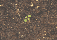 Plant-growth GIFs - Get the best GIF on GIPHY