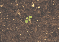 Plant-growth GIFs - Get the best GIF on GIPHY Plant-growth GIFs - Get the best GIF on GIPHY