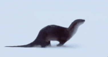 Otter GIF