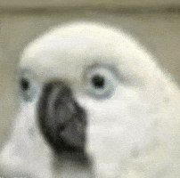 Funny Parrot GIF