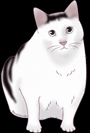 Confused Cat GIF