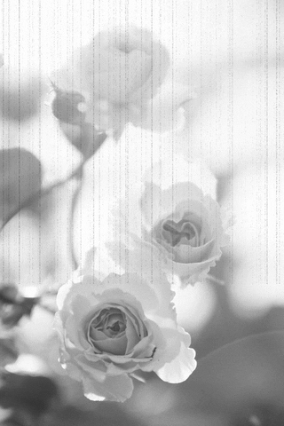 black and white flower GIF
