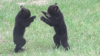 Baby Animals Fighting GIF - Find & Share on GIPHY