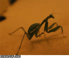 praying mantis typing GIF