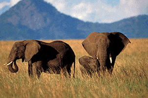 african protect GIF
