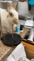 Fluffy Bunny Loves To Knock Things Over GIF by ViralHog